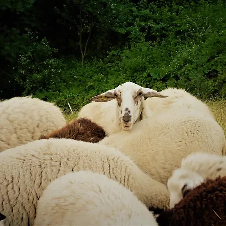 Apartament Eun Tchi Vo - Gignod