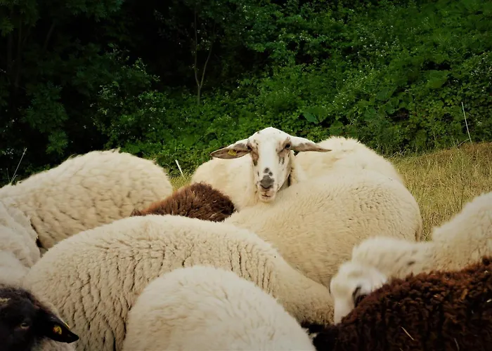 Apartament Eun Tchi Vo - Gignod